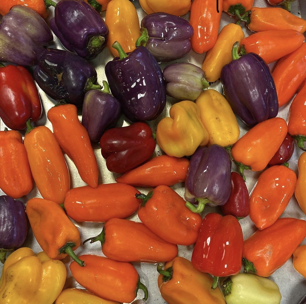 Fresh organic peppers sourced from local farms